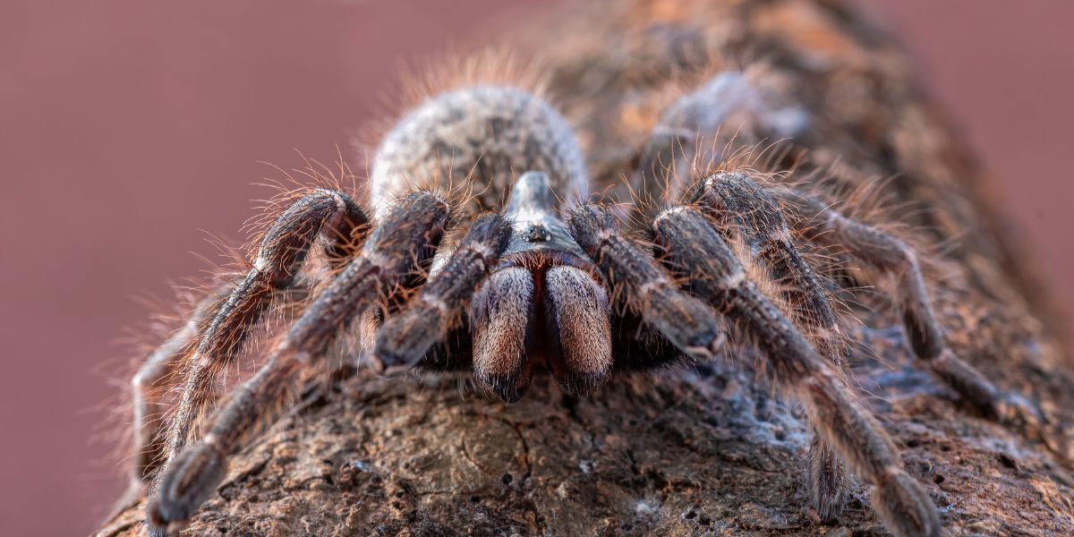 spider