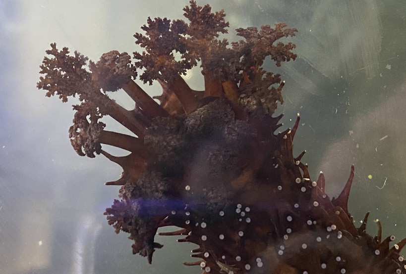 Sea cucumbers sex life under microscope - 91.1 Hot Fm