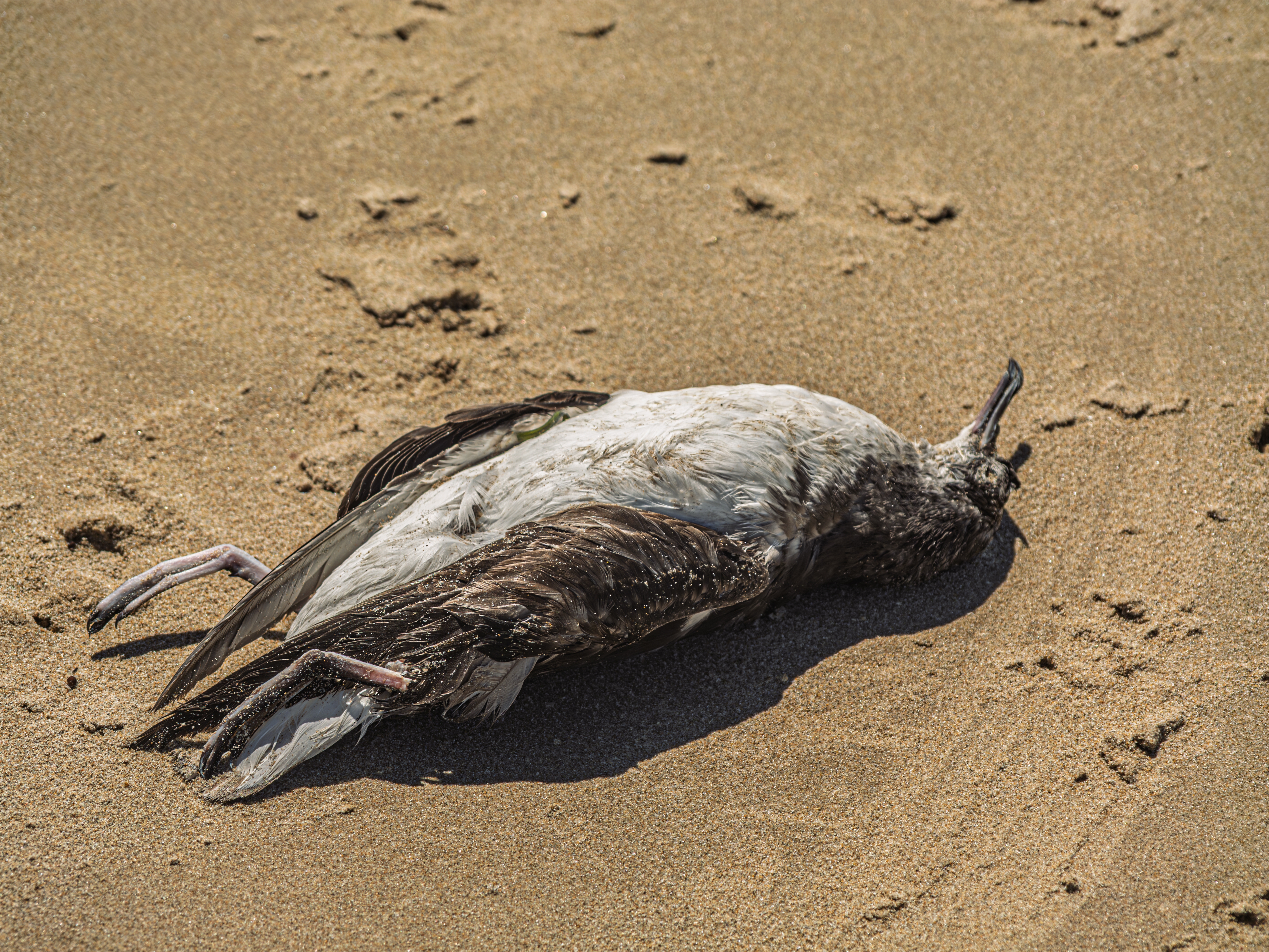 Bird flu found on Sunshine Coast - 91.1 Hot Fm